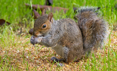 Close-up of rabbit on grassy field