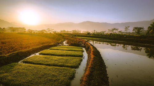 Scenic view of agricultural field against sky during sunset