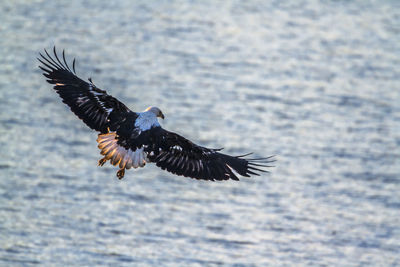 Bird flying over the sea