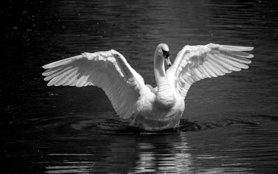 Swans swimming in lake