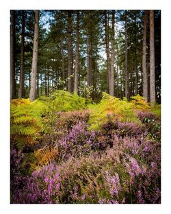 Fresh flowers in forest