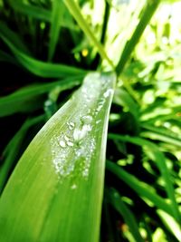 Close-up of water drops on leaf