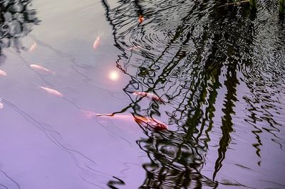 High angle view of jellyfish swimming on lake