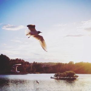 Bird flying over lake against sky