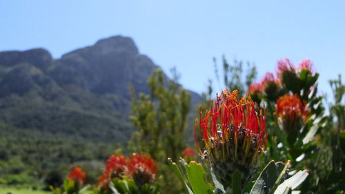 Close-up of red flowering plant against sky