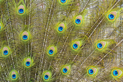 Full frame shot of peacock feathers