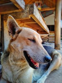 Close-up of a dog looking away