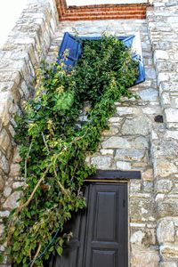 Ivy growing on brick wall