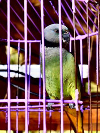 Close-up of parrot in cage