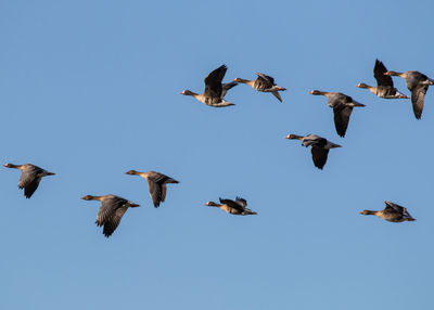 Low angle view of birds flying in the sky