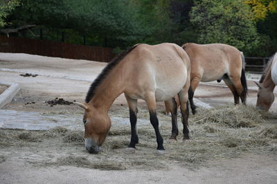 Horses grazing in a field