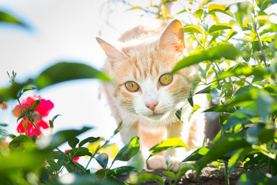 Portrait of a cat