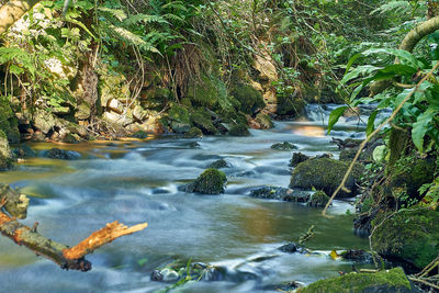 River flowing through rocks in forest