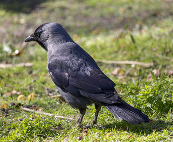 Close-up of a bird on field