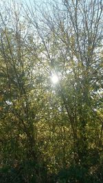 Low angle view of trees against sky