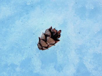 High angle view of dry leaf floating on snow