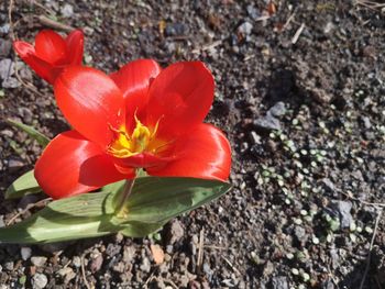 High angle view of red flowering plant on field