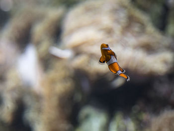 Close-up of fish in water