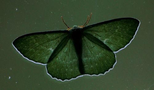 Close-up of butterfly on leaf