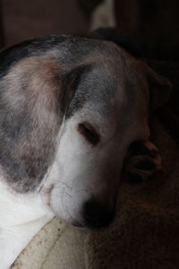 Close-up of dog resting