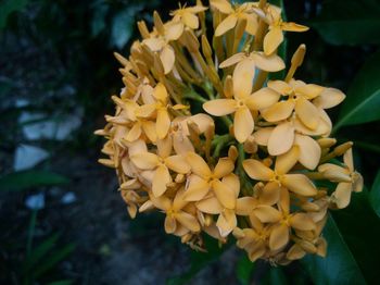 Close-up of yellow flowers blooming outdoors