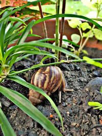 Close-up of snail on plant