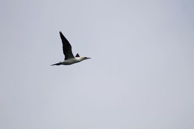 Low angle view of seagull flying