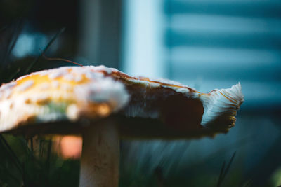 Close-up of mushroom growing outdoors