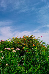 Flowering plants on field against sky