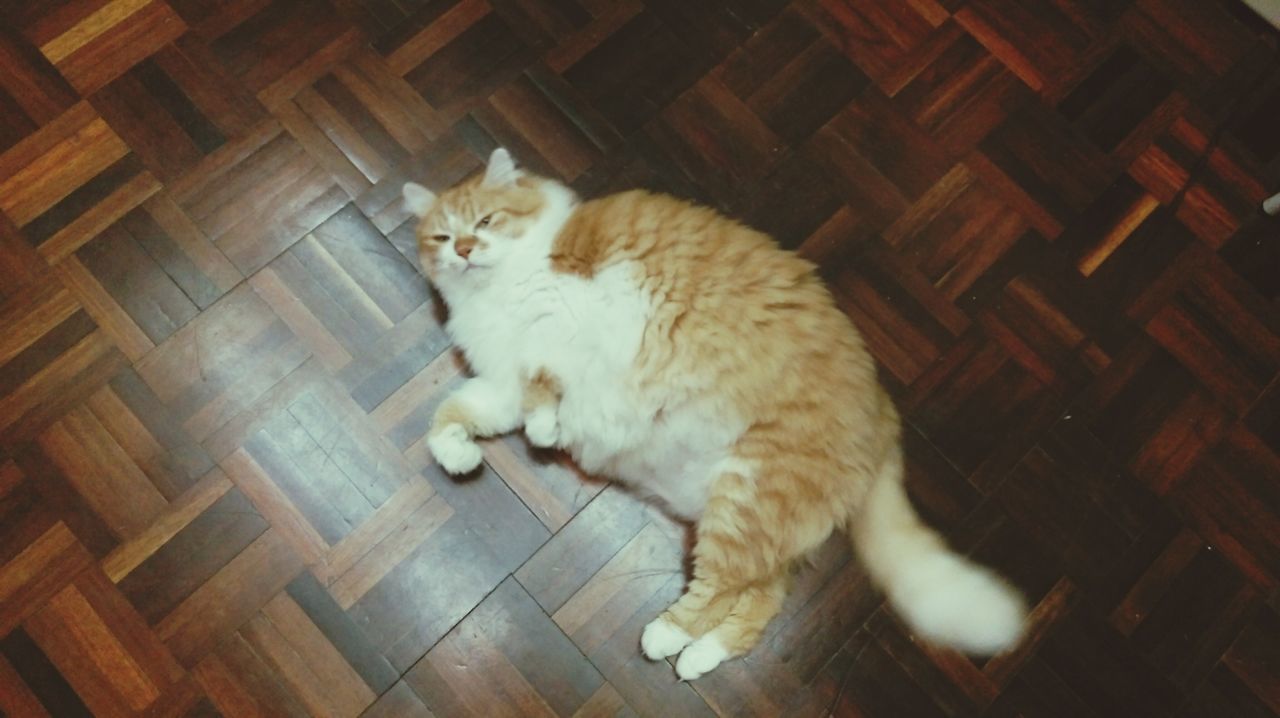 Big fat cat