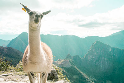 Horse standing on mountain against sky