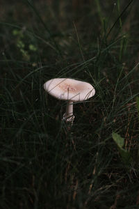 Close-up of mushroom growing on field