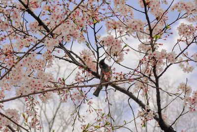 Low angle view of bird perching on tree