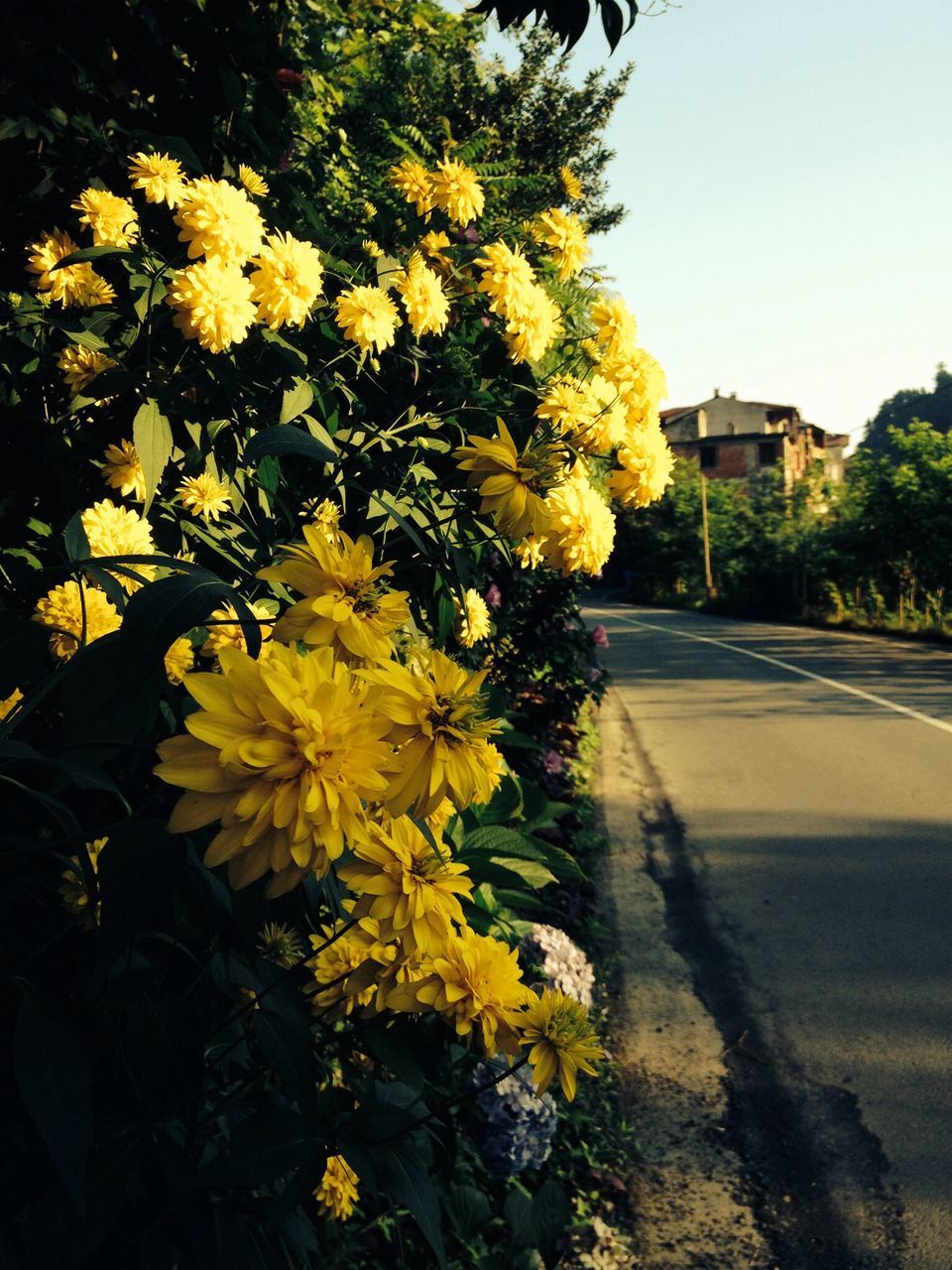 flower, yellow, freshness, growth, fragility, petal, plant, beauty in nature, nature, blooming, tree, sunlight, in bloom, clear sky, flower head, road, no people, day, street, blossom