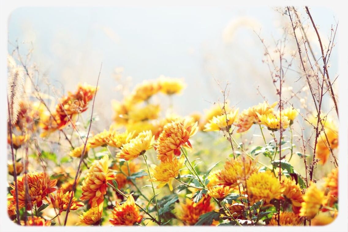 transfer print, growth, flower, yellow, auto post production filter, beauty in nature, nature, plant, freshness, close-up, fragility, orange color, focus on foreground, sky, tranquility, field, stem, season, outdoors, no people