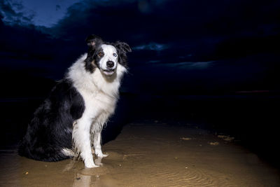 Portrait of dog standing on beach