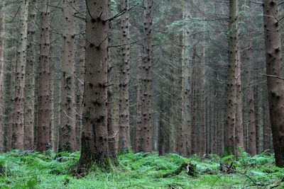 Trees in forest