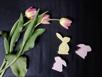 Close-up of flower against black background