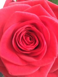 Close-up of red rose