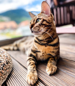 Close-up of a cat looking away