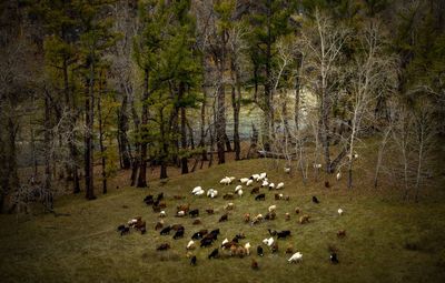 High angle view of sheep amidst trees by lake in forest