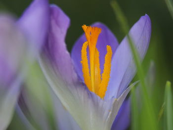 Close-up of fresh purple crocus flower