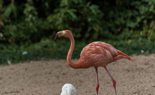 Close-up of flamingo