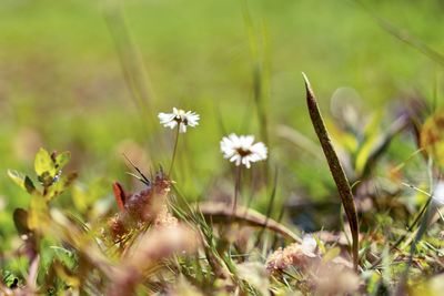 Close-up of flowering plants on field
