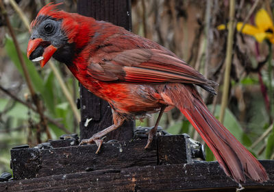 Close-up of bird perching on wood