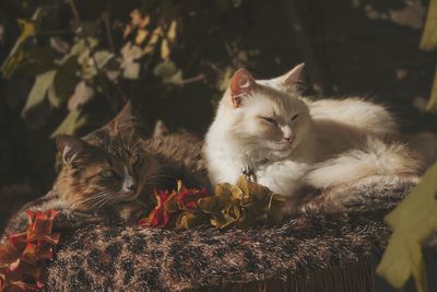 Portrait of cat relaxing outdoors