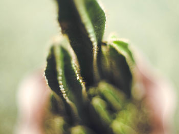 Close-up of insect on plant