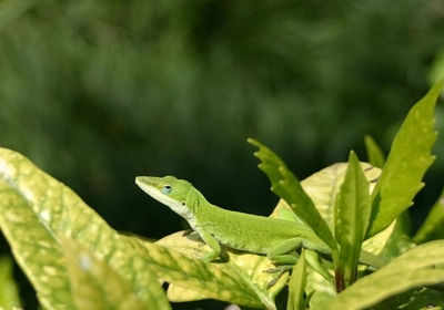 Close-up of a lizard