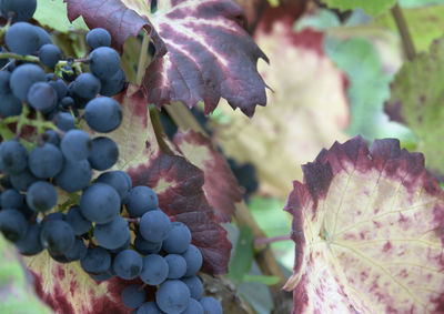 Close-up of grapes growing in vineyard