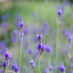 Close-up of purple flowering plant on field